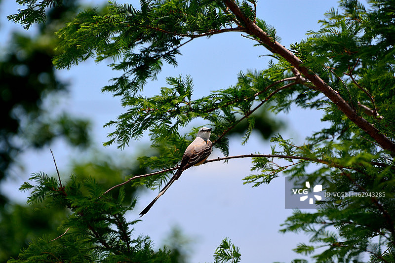 树枝间的鸟图片素材