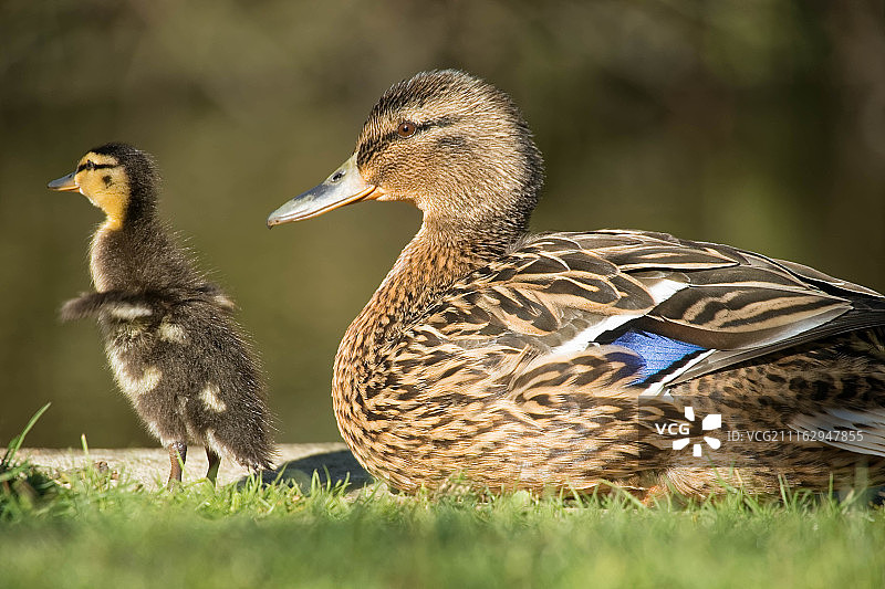 鸭子和鸭宝宝图片素材