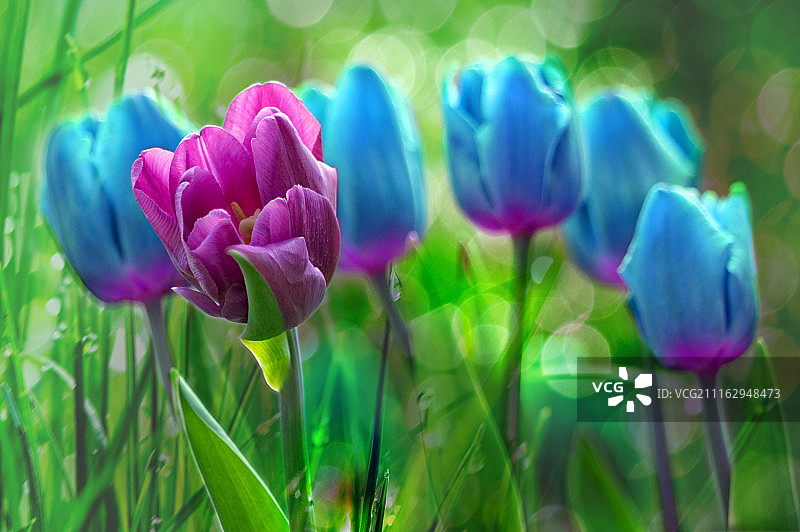 紫色郁金香特写图片素材