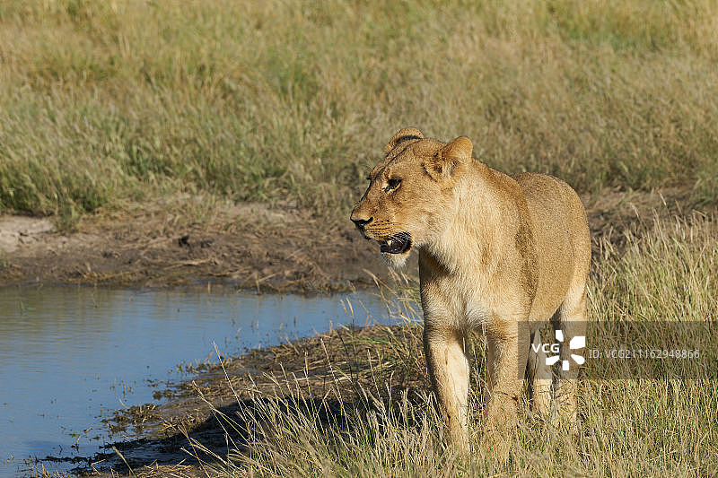 河边的母狮图片素材