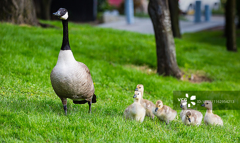 公园里的鸭子和鸭宝宝图片素材