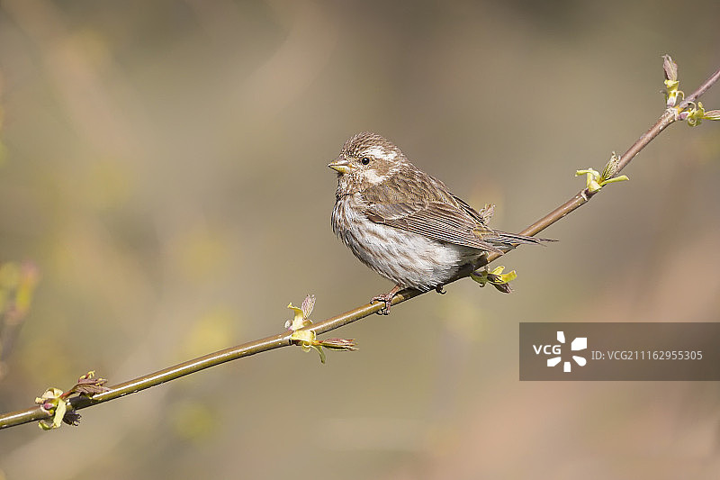 加拿大安大略省，栖息在树枝上的紫红雀图片素材