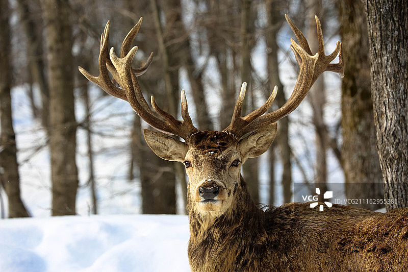 冬季森林中的雄鹿图片素材