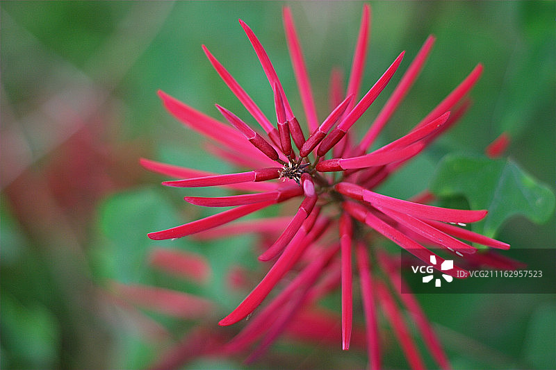 唯美花卉头部特写图片素材