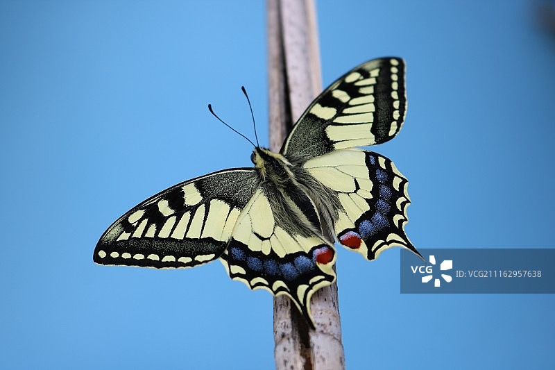 湛蓝天空背景下植物上的蝴蝶特写图片素材