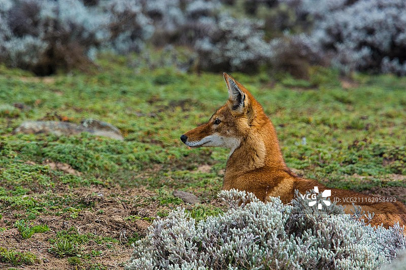 摄影：Paul Wild / 500px图片素材