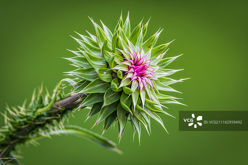 美国福克罗夫特图片素材