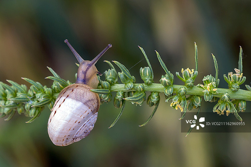 在绿色植物上觅食的棕色蜗牛图片素材