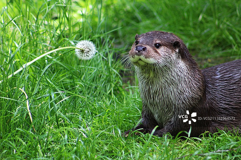 水獭看着蒲公英图片素材