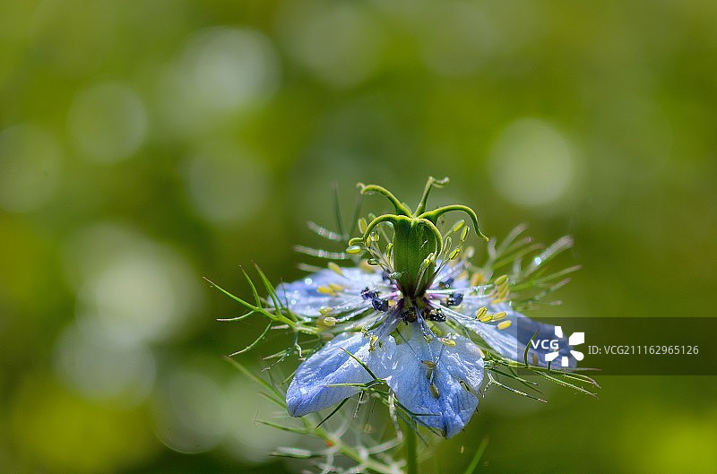意大利苏尔莫纳图片素材