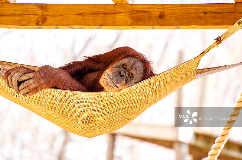 美国亚特兰大动物园的猩猩肖像图片素材