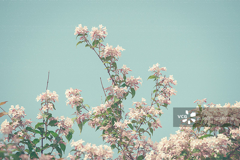 复古色调的樱花树图片素材