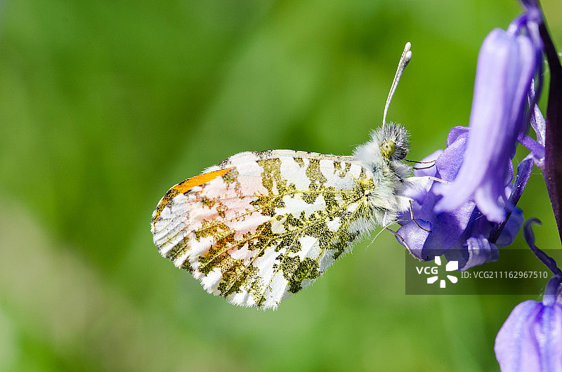 英国达菲尔德风光图片素材