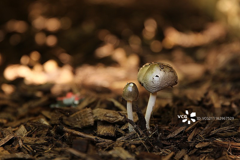 美国绍姆堡图片素材