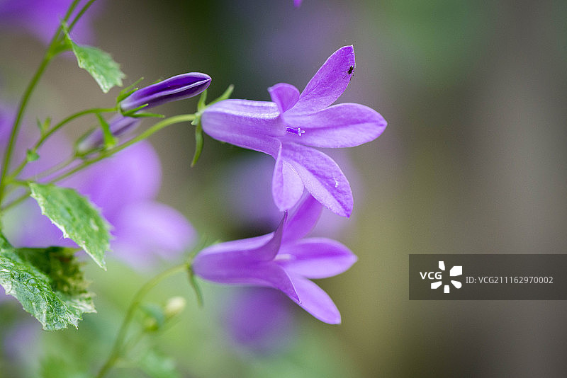 风铃草花朵特写图片素材