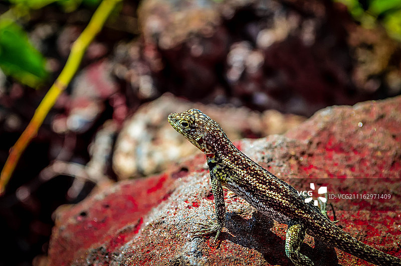 阿约拉港，厄瓜多尔图片素材