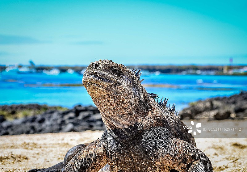 鬣蜥肖像图片素材