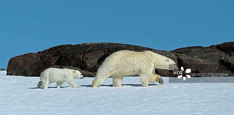 寻找食物的北极熊一家图片素材