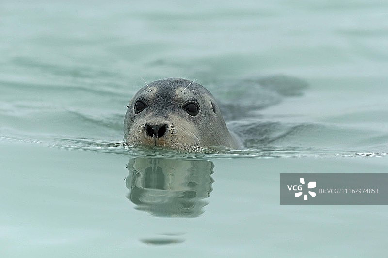 水中的海豹图片素材