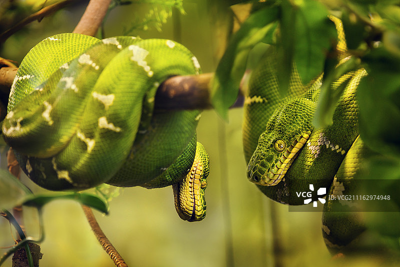 翡翠树蟒图片素材