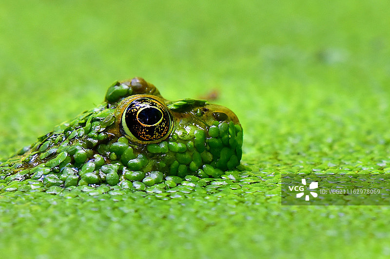 池塘里的青蛙与藻类图片素材