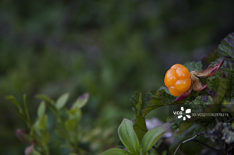 单颗云莓果实特写图片素材