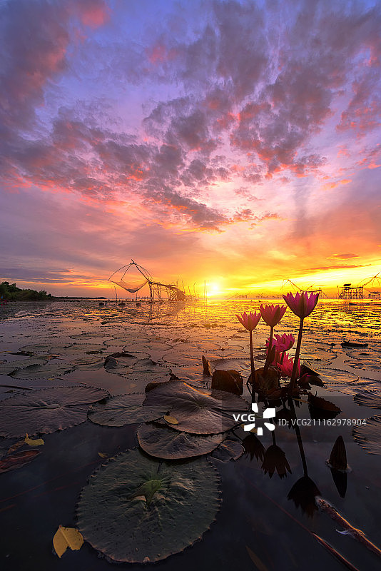 泰国帕他仑府百帕日出莲花湖图片素材