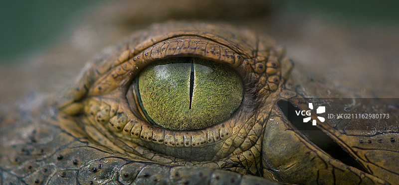 鳄鱼眼睛特写图片素材