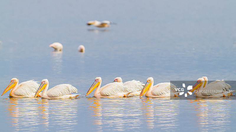 肯尼亚纳库鲁图片素材