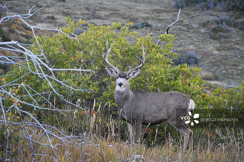 站在灌木丛前的加拿大马鹿图片素材
