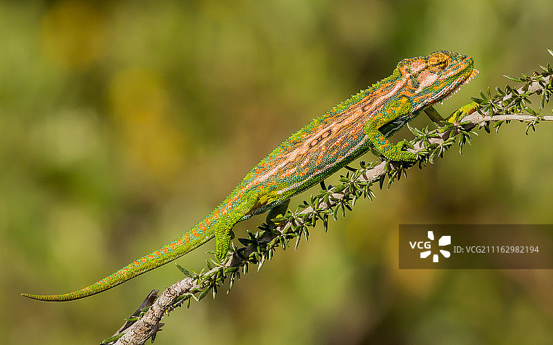海角矮变色龙在树枝上，因塔卡岛，南非开普敦图片素材