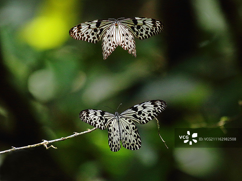 两种树 nymph图片素材