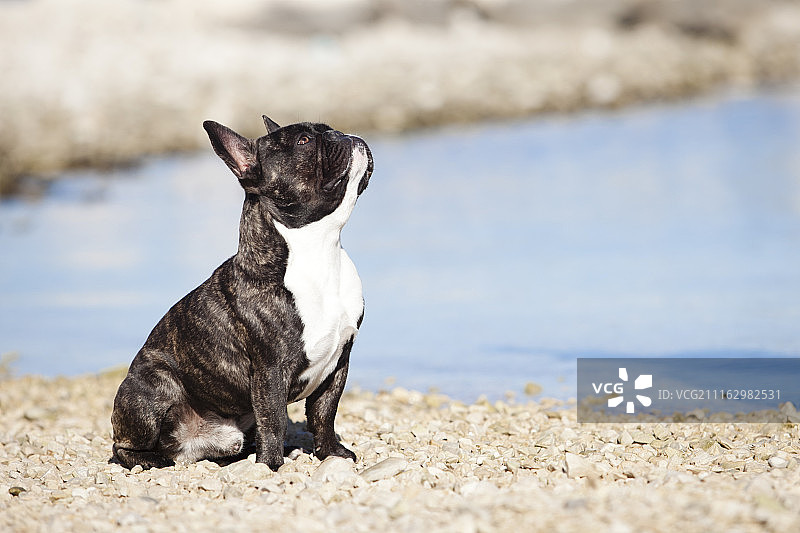 向上看的斗牛犬图片素材