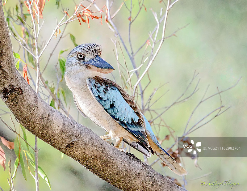 蓝翅笑翠鸟栖息在树枝上，澳大利亚图片素材