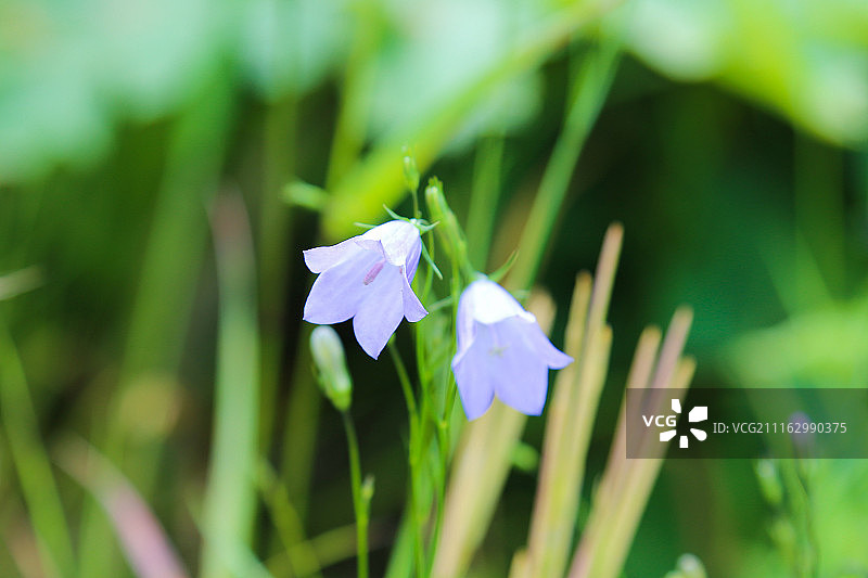 风铃草微距摄影图片素材