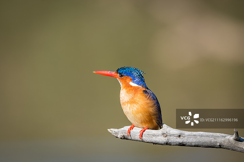 树枝上的彩色鸟类图片素材
