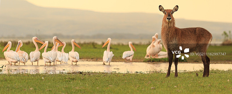 非洲水羚与鹈鹕共存场景图片素材