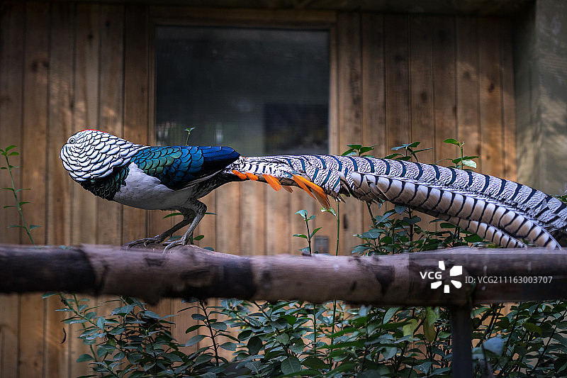 HY. JIANG摄影作品图片素材