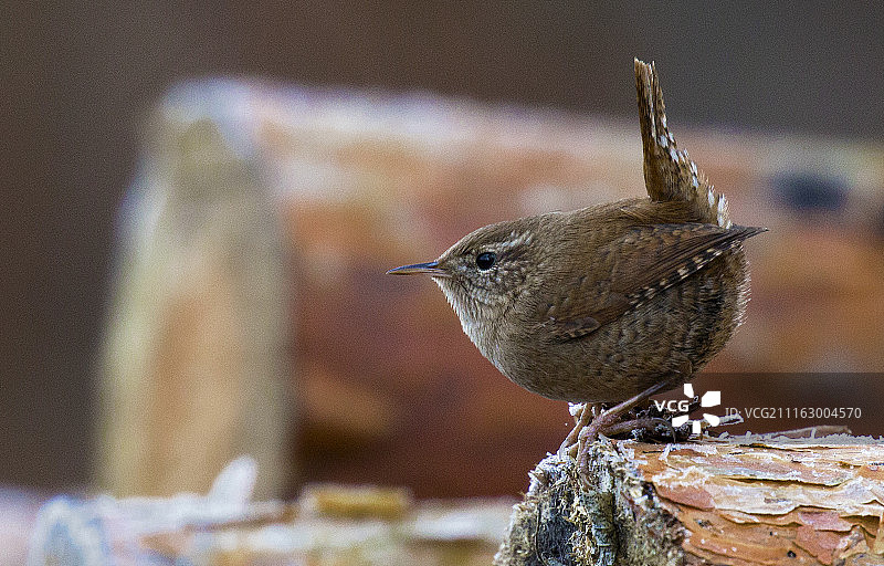 摄影：Dvid Babos / 500px图片素材