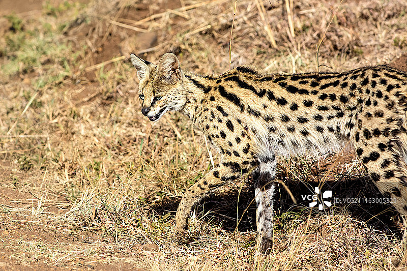 摄影：Paul Wild / 500px图片素材