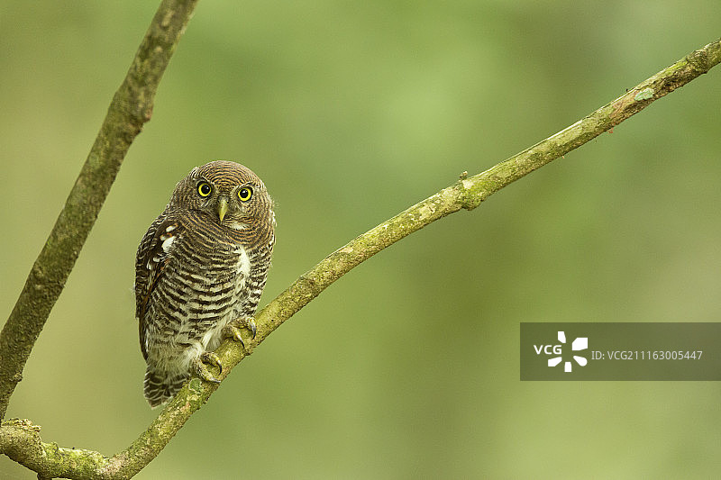 Roy Nirmalya (Sunny)摄影作品图片素材