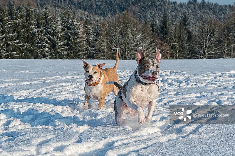 雪地里奔跑的斯塔福德郡斗牛梗图片素材