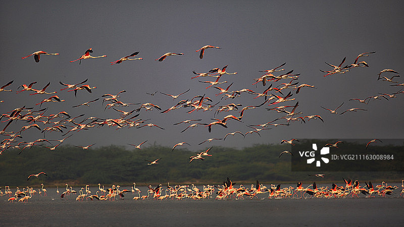 水面上方飞翔的鸟群图片素材