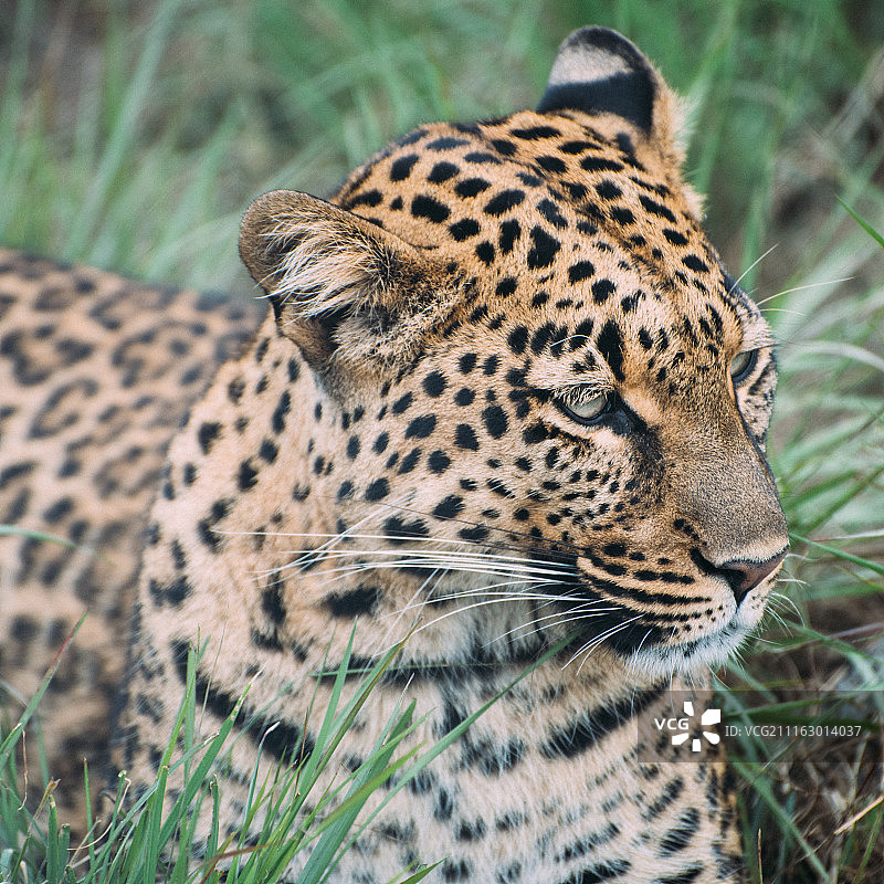 豹子在草地上休息的特写图片素材