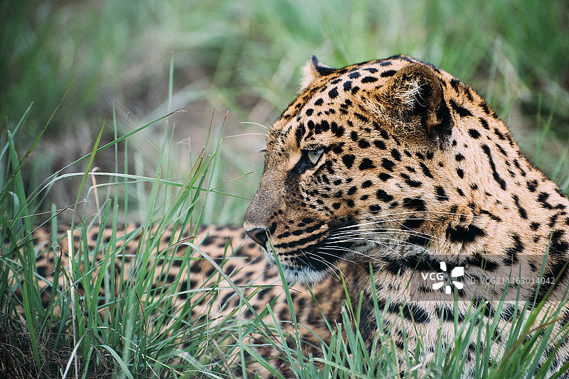 草地休息的豹子图片素材