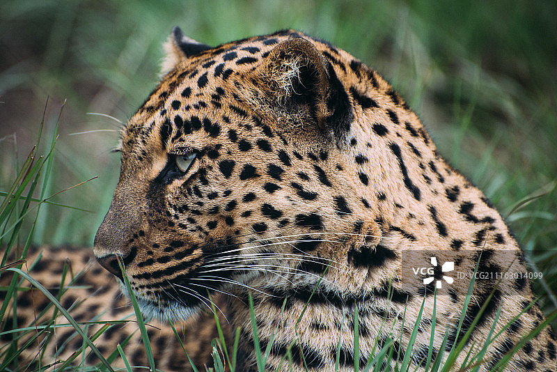 豹子在草地上休息的特写图片素材