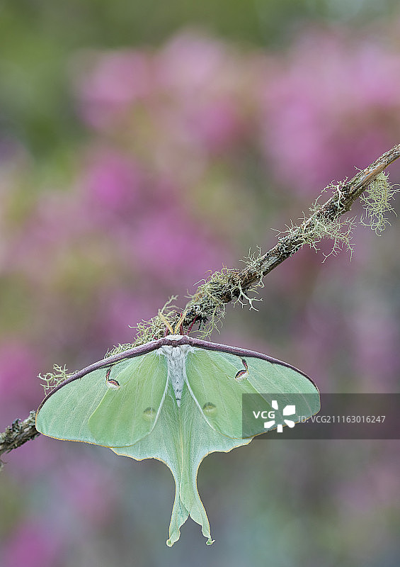 绿月蛾特写图片素材