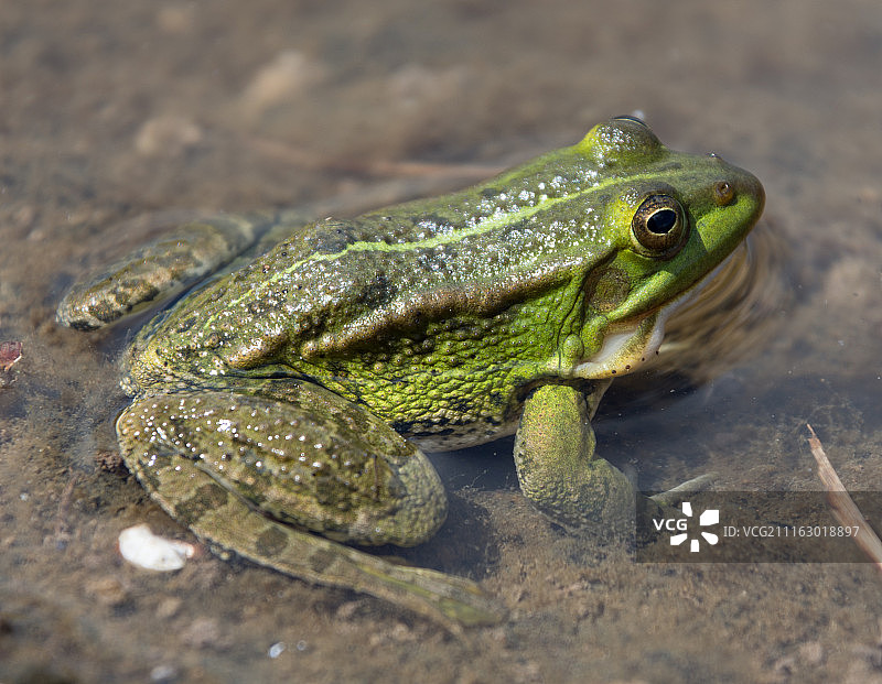 水中青蛙特写图片素材