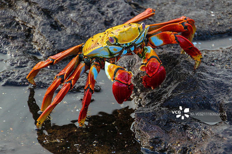 岩石上行走的螃蟹图片素材