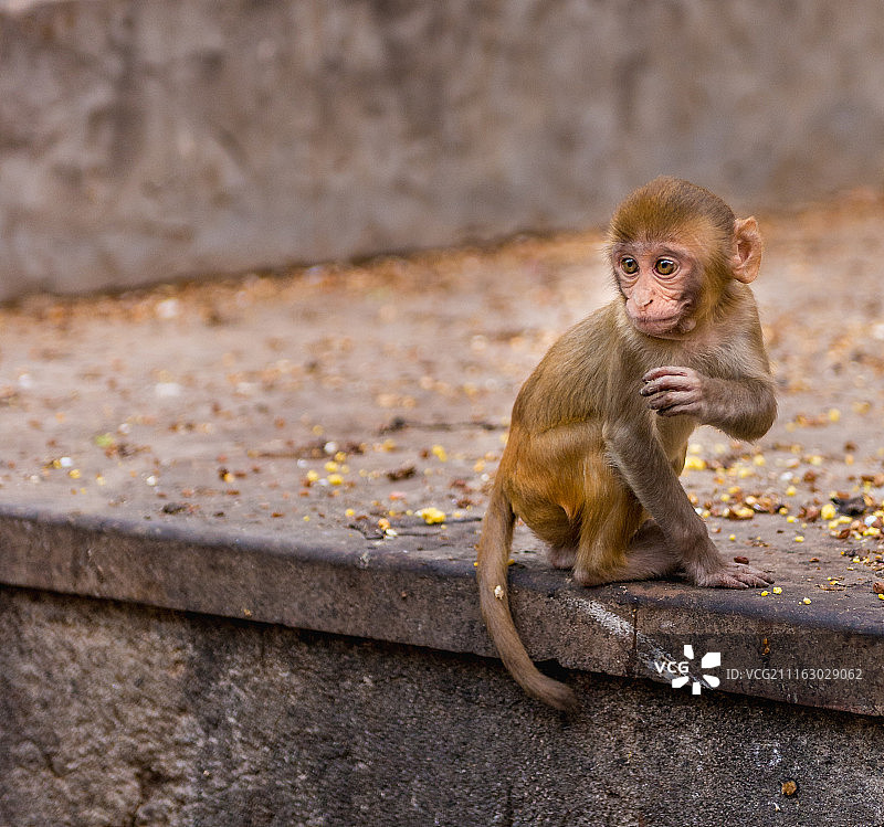 拉贾斯坦邦斋浦尔的可爱小猕猴图片素材